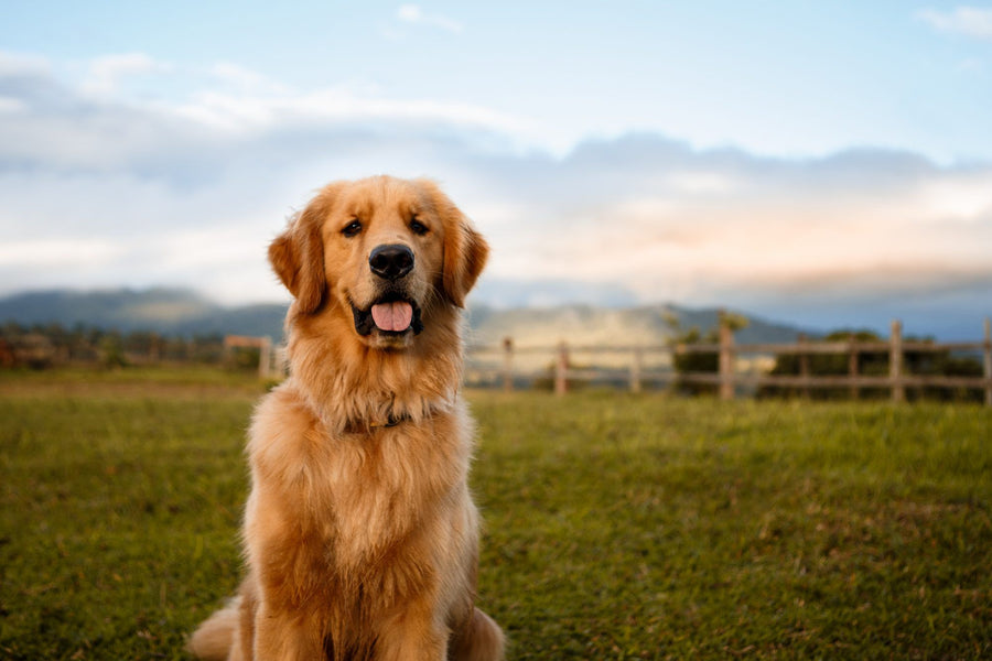 Benefits of dressing your dog up