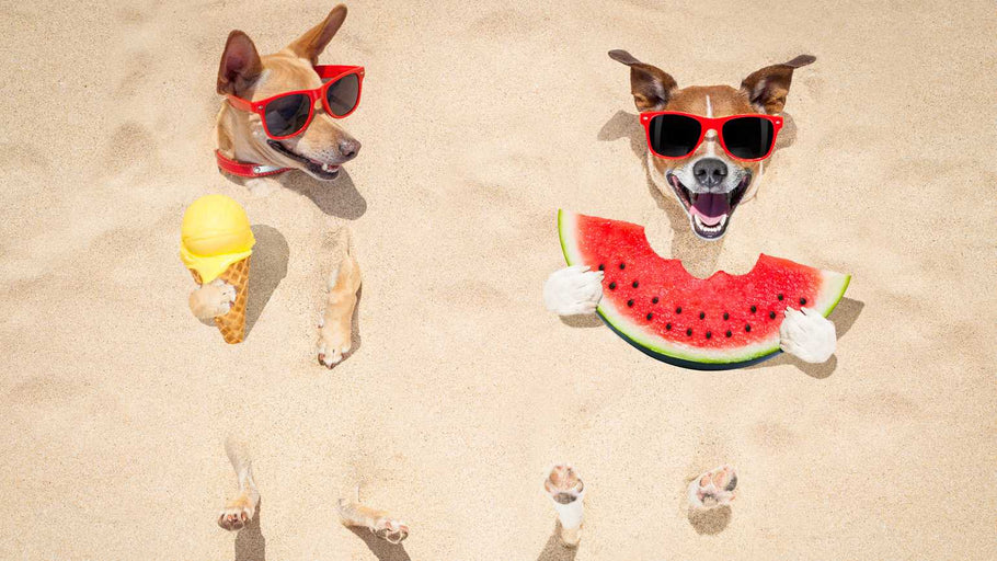 Summer activities for your dog