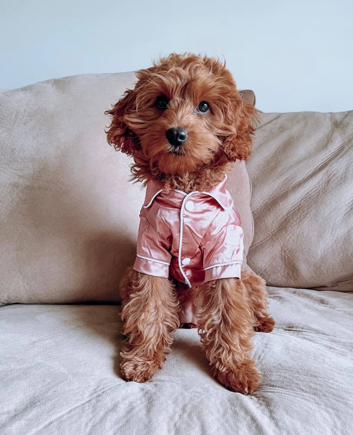 Dog Pyjamas Doggieo